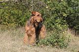 AIREDALE TERRIER 086